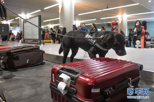 口岸监管工作犬服务春运 助力行李托运安全